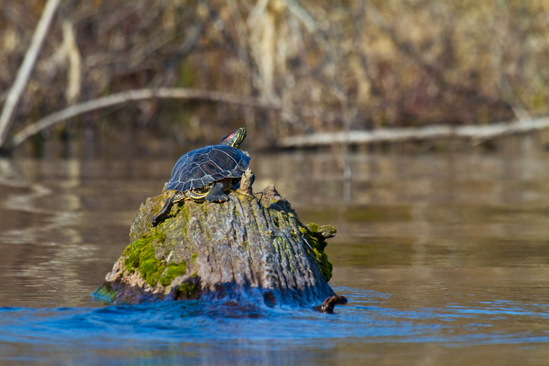 Turtle Sunning On Log